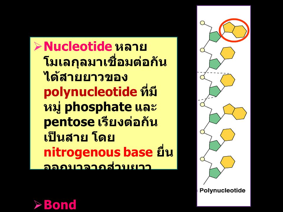 Nucleotide หลายโมเลกุลมาเชื่อมต่อกัน ได้สายยาวของ polynucleotide ที่มีหมู่ phosphate และ pentose เรียงต่อกันเป็นสาย โดย nitrogenous base ยื่นออกมาจากส่วนยาวของ nucleic acid