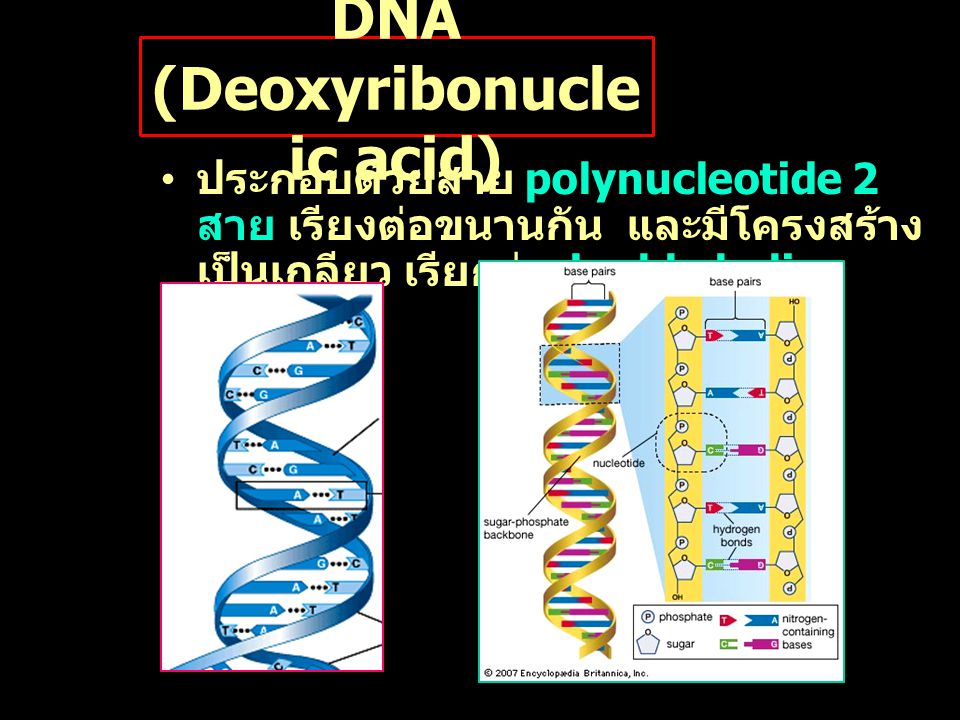 DNA (Deoxyribonucleic acid)