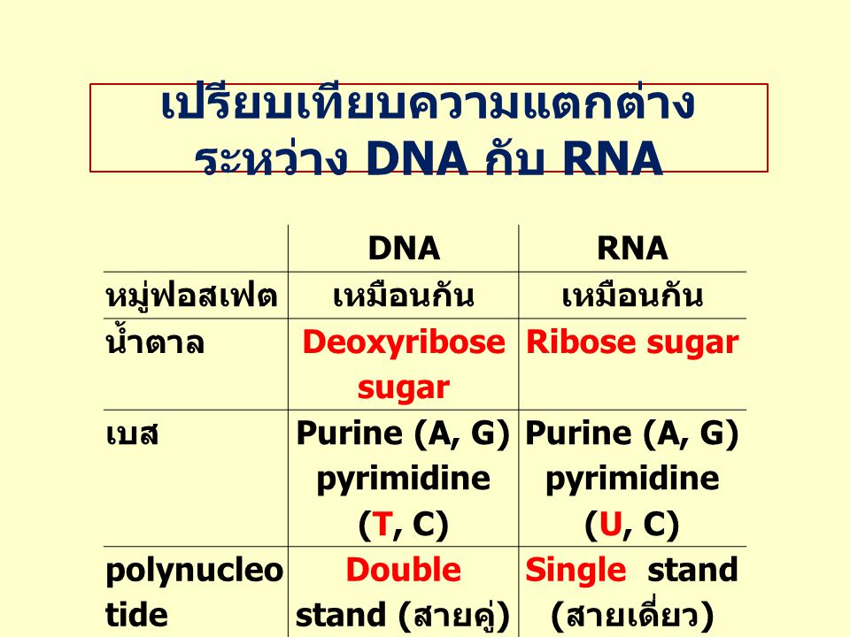 เปรียบเทียบความแตกต่างระหว่าง DNA กับ RNA