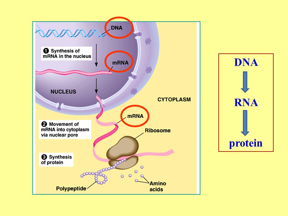 DNA RNA protein