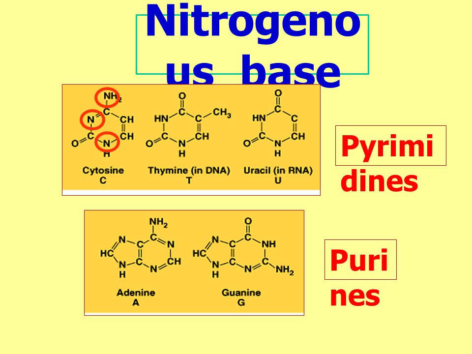 Nitrogenous base Pyrimidines Purines