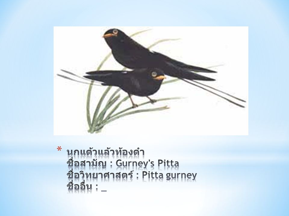 นกแต้วแล้วท้องดำ ชื่อสามัญ : Gurney s Pitta ชื่อวิทยาศาสตร์ : Pitta gurney ชื่ออื่น : _