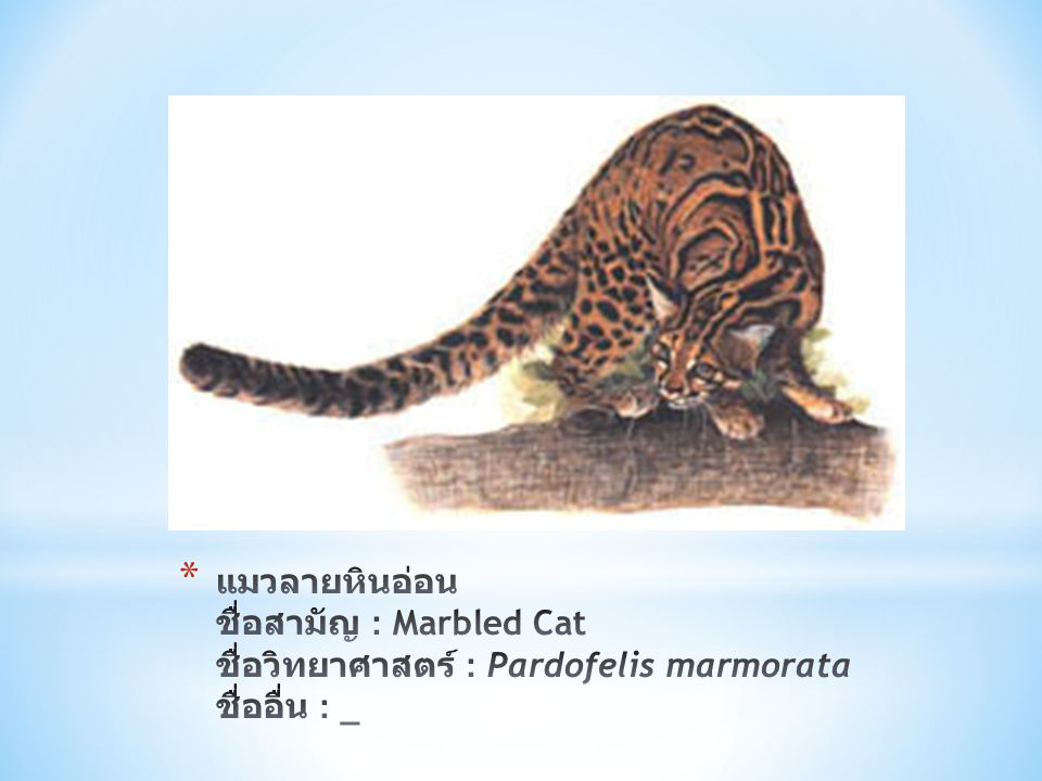 แมวลายหินอ่อน ชื่อสามัญ : Marbled Cat ชื่อวิทยาศาสตร์ : Pardofelis marmorata ชื่ออื่น : _