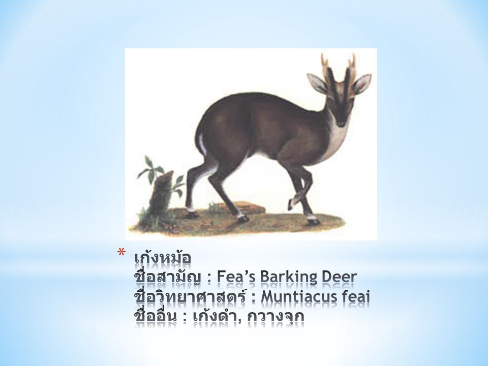 เก้งหม้อ ชื่อสามัญ : Fea’s Barking Deer ชื่อวิทยาศาสตร์ : Muntiacus feai ชื่ออื่น : เก้งดำ, กวางจุก