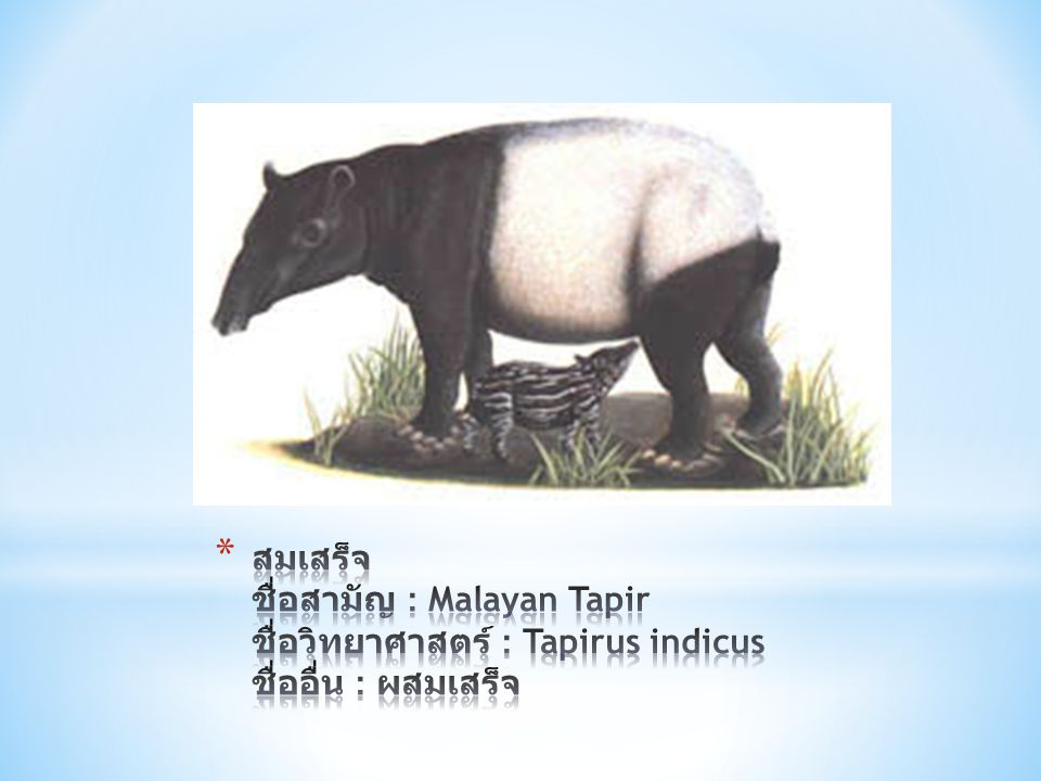 สมเสร็จ ชื่อสามัญ : Malayan Tapir ชื่อวิทยาศาสตร์ : Tapirus indicus ชื่ออื่น : ผสมเสร็จ