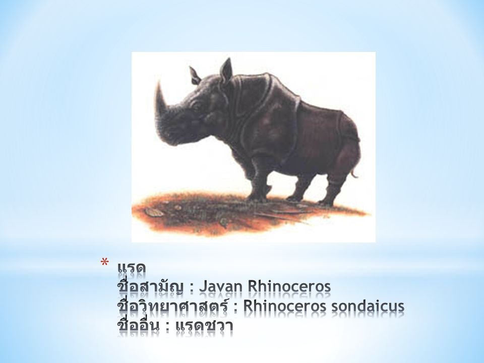 แรด ชื่อสามัญ : Javan Rhinoceros ชื่อวิทยาศาสตร์ : Rhinoceros sondaicus ชื่ออื่น : แรดชวา