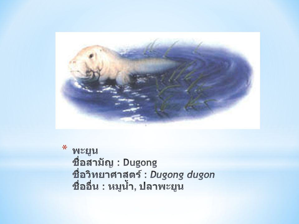พะยูน ชื่อสามัญ : Dugong ชื่อวิทยาศาสตร์ : Dugong dugon ชื่ออื่น : หมูน้ำ, ปลาพะยูน