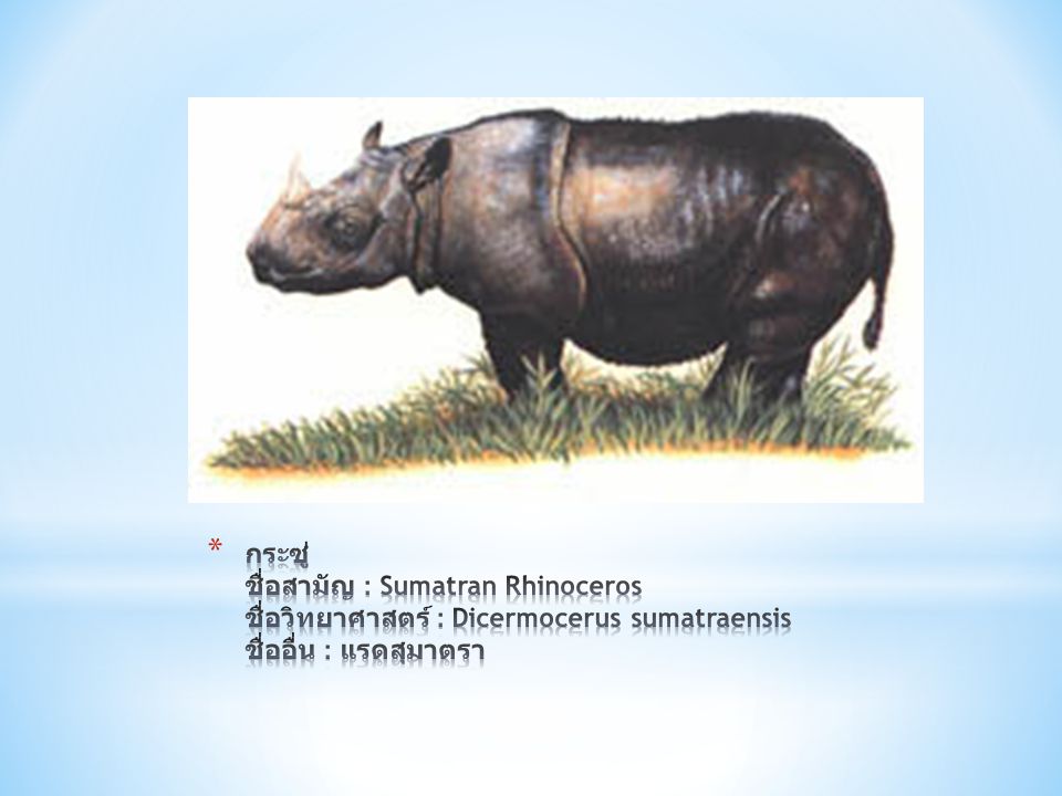 กระซู่ ชื่อสามัญ : Sumatran Rhinoceros ชื่อวิทยาศาสตร์ : Dicermocerus sumatraensis ชื่ออื่น : แรดสุมาตรา