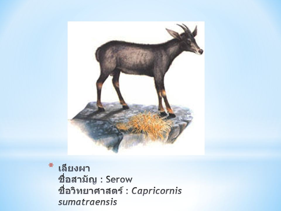 เลียงผา ชื่อสามัญ : Serow ชื่อวิทยาศาสตร์ : Capricornis sumatraensis