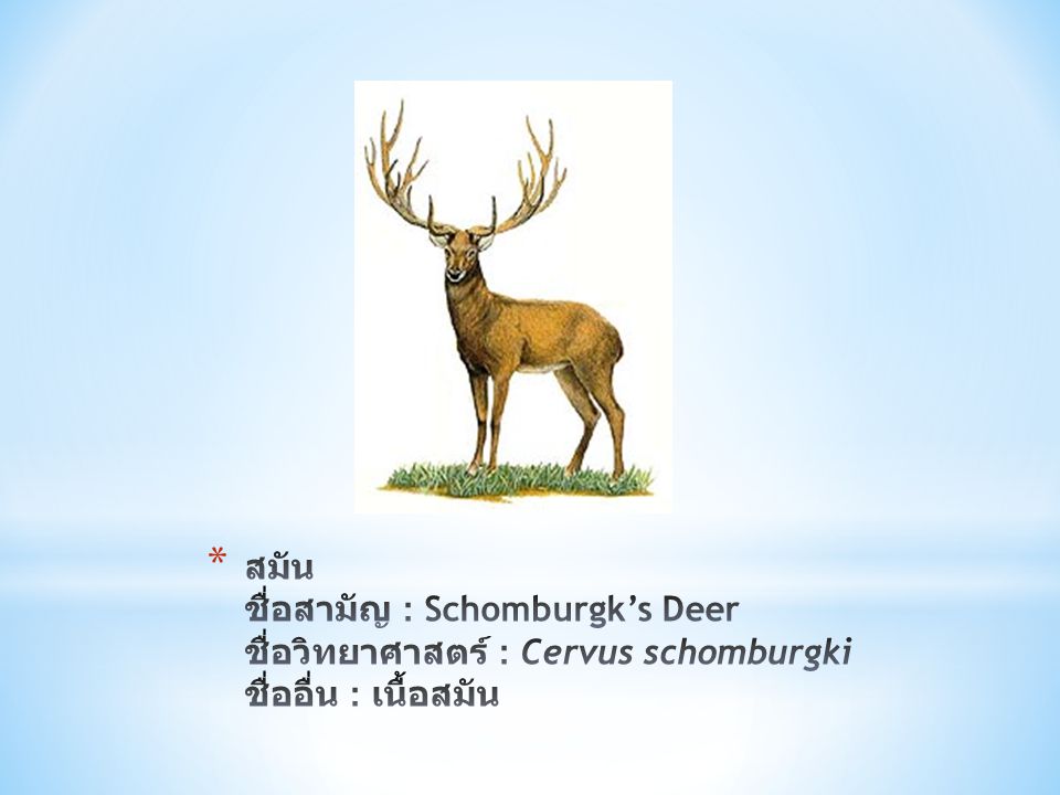 สมัน ชื่อสามัญ : Schomburgk’s Deer ชื่อวิทยาศาสตร์ : Cervus schomburgki ชื่ออื่น : เนื้อสมัน