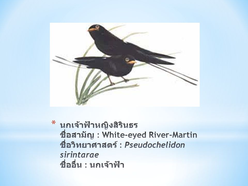 นกเจ้าฟ้าหญิงสิรินธร ชื่อสามัญ : White-eyed River-Martin ชื่อวิทยาศาสตร์ : Pseudochelidon sirintarae ชื่ออื่น : นกเจ้าฟ้า