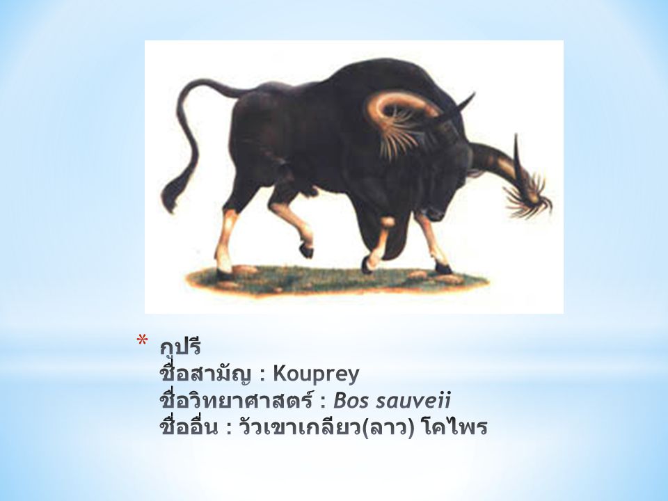 กูปรี ชื่อสามัญ : Kouprey ชื่อวิทยาศาสตร์ : Bos sauveii ชื่ออื่น : วัวเขาเกลียว(ลาว) โคไพร