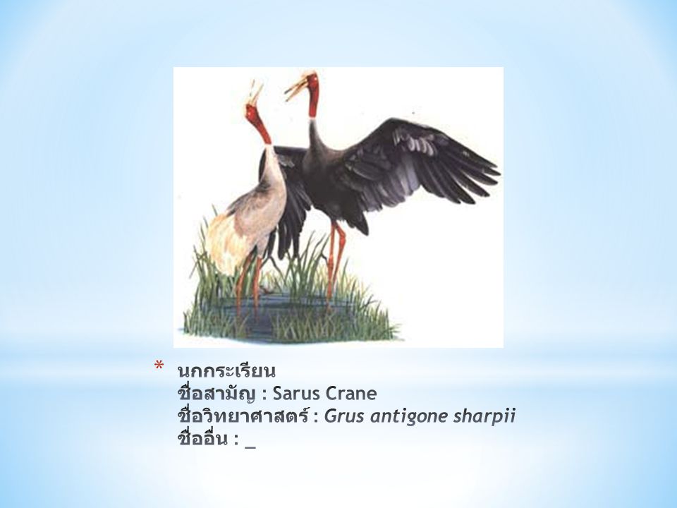 นกกระเรียน ชื่อสามัญ : Sarus Crane ชื่อวิทยาศาสตร์ : Grus antigone sharpii ชื่ออื่น : _