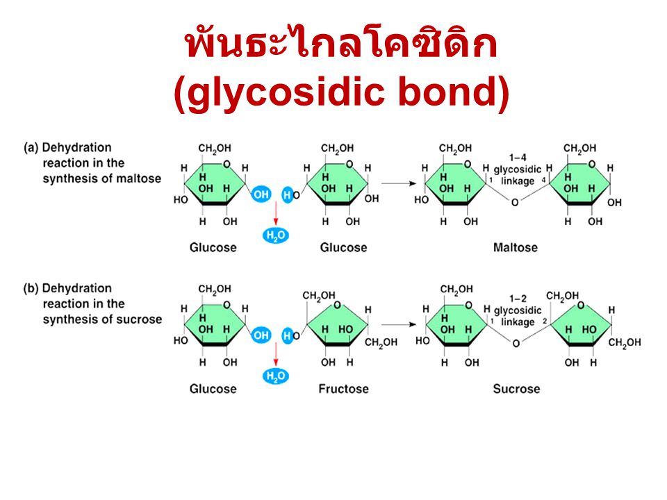 พันธะไกลโคซิดิก (glycosidic bond)