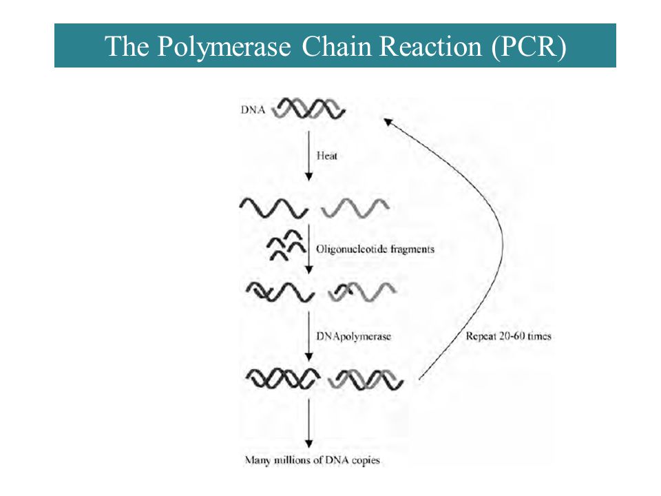The Polymerase Chain Reaction (PCR)