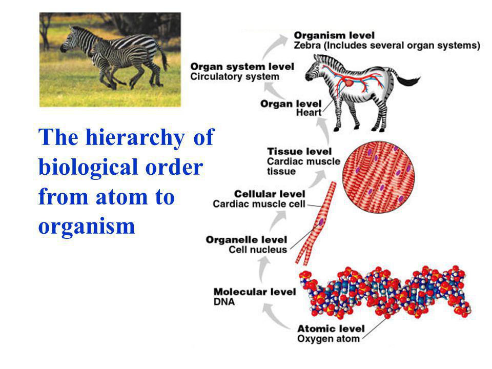 The hierarchy of biological order from atom to organism