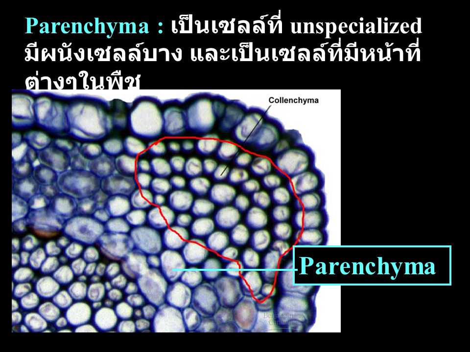 Parenchyma : เป็นเซลล์ที่ unspecialized มีผนังเซลล์บาง และเป็นเซลล์ที่มีหน้าที่ต่างๆในพืช
