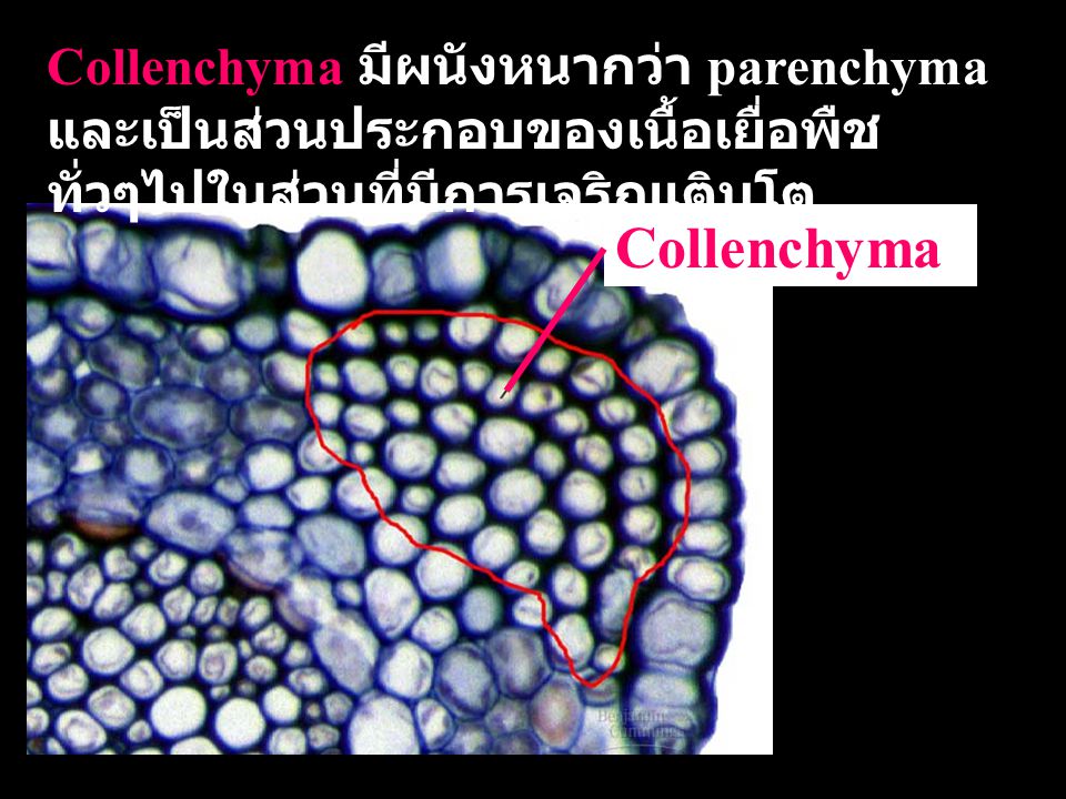 Collenchyma มีผนังหนากว่า parenchyma และเป็นส่วนประกอบของเนื้อเยื่อพืชทั่วๆไปในส่วนที่มีการเจริญเติบโต
