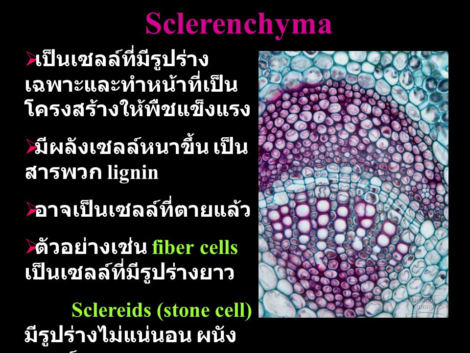 Sclerenchyma เป็นเซลล์ที่มีรูปร่างเฉพาะและทำหน้าที่เป็นโครงสร้างให้พืชแข็งแรง. มีผลังเซลล์หนาขึ้น เป็นสารพวก lignin.