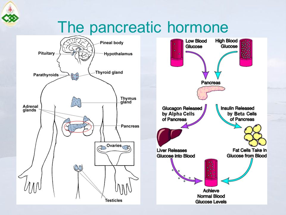 The pancreatic hormone