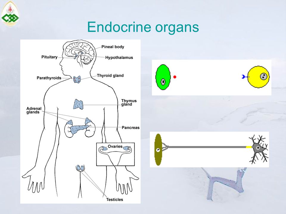 Endocrine organs