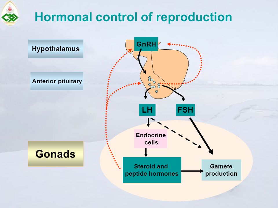 Hormonal control of reproduction