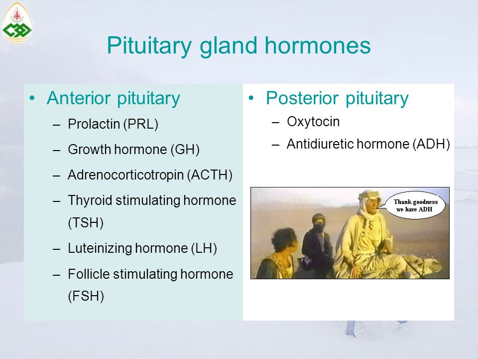 Pituitary gland hormones
