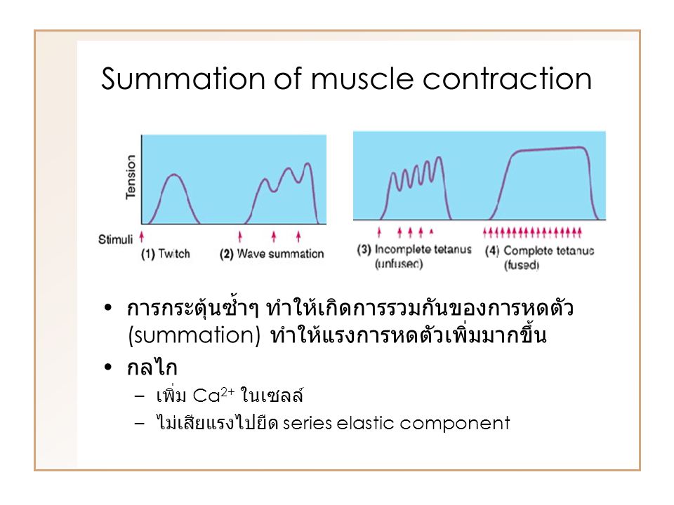 Summation of muscle contraction