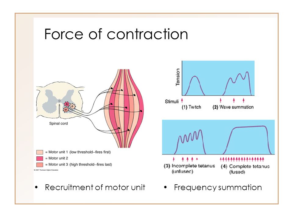 Force of contraction Recruitment of motor unit Frequency summation