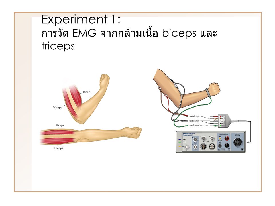 Experiment 1: การวัด EMG จากกล้ามเนื้อ biceps และ triceps