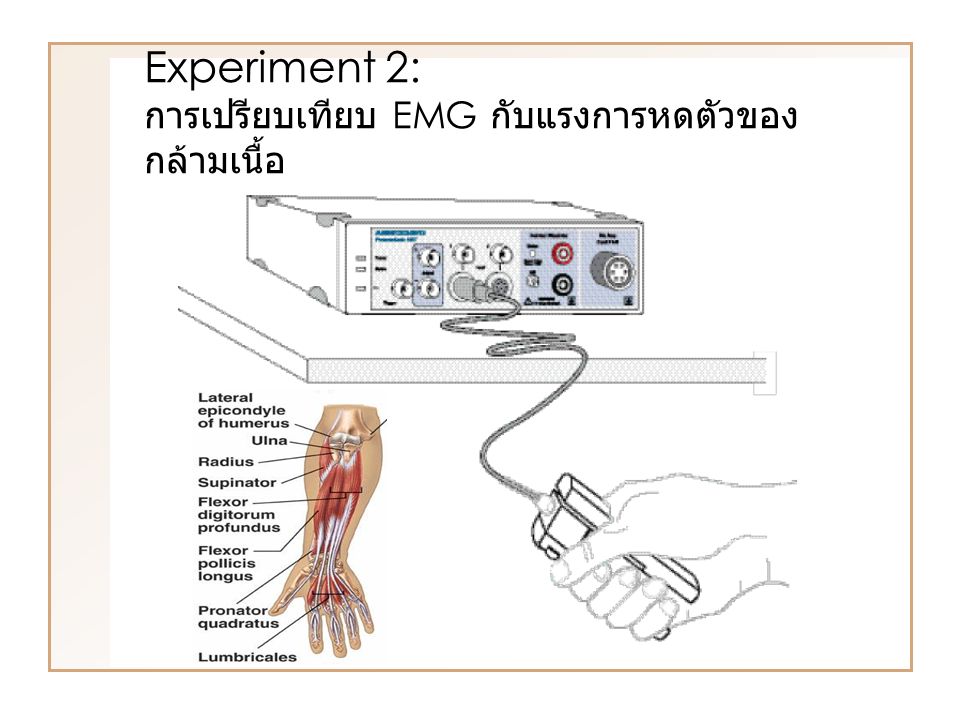 Experiment 2: การเปรียบเทียบ EMG กับแรงการหดตัวของกล้ามเนื้อ