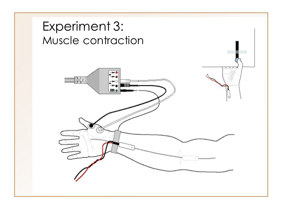 Experiment 3: Muscle contraction