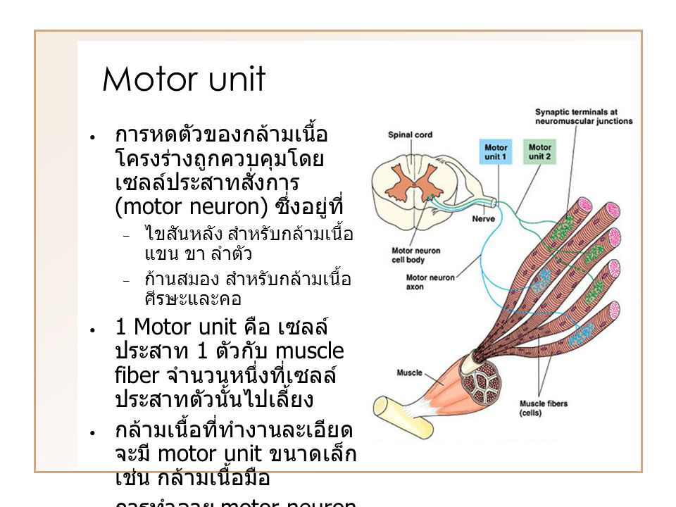 Motor unit การหดตัวของกล้ามเนื้อโครงร่างถูกควบคุมโดยเซลล์ประสาทสั่งการ (motor neuron) ซึ่งอยู่ที่ ไขสันหลัง สำหรับกล้ามเนื้อแขน ขา ลำตัว.