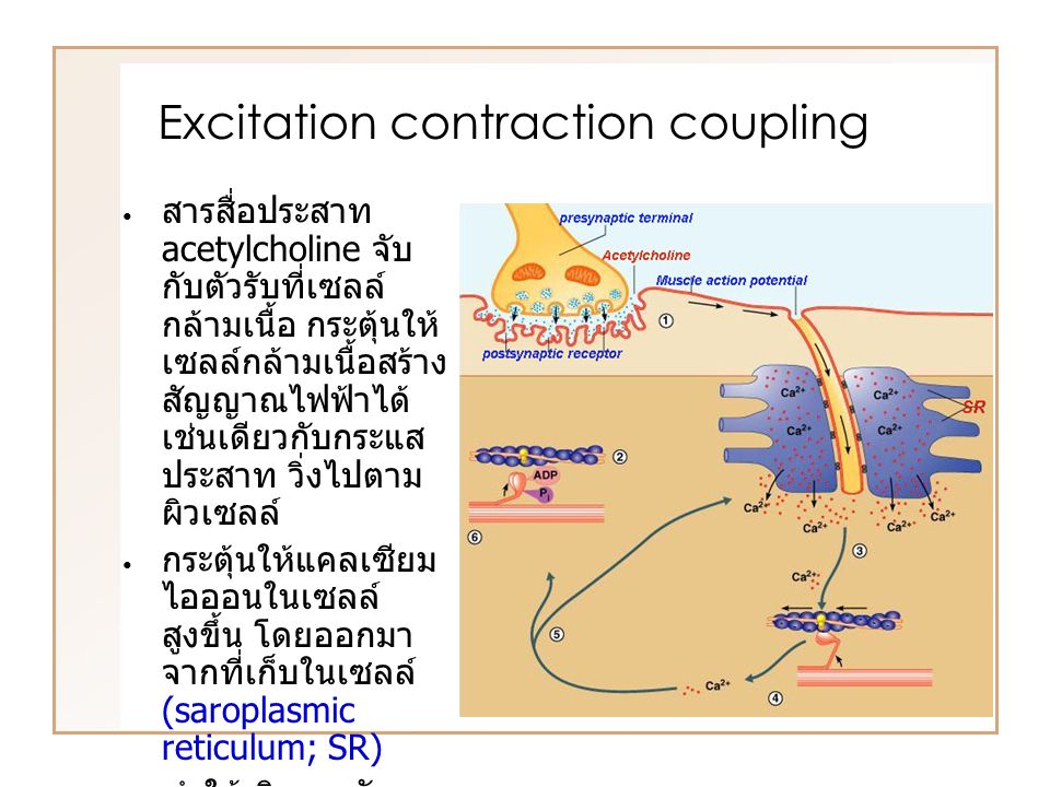 Excitation contraction coupling