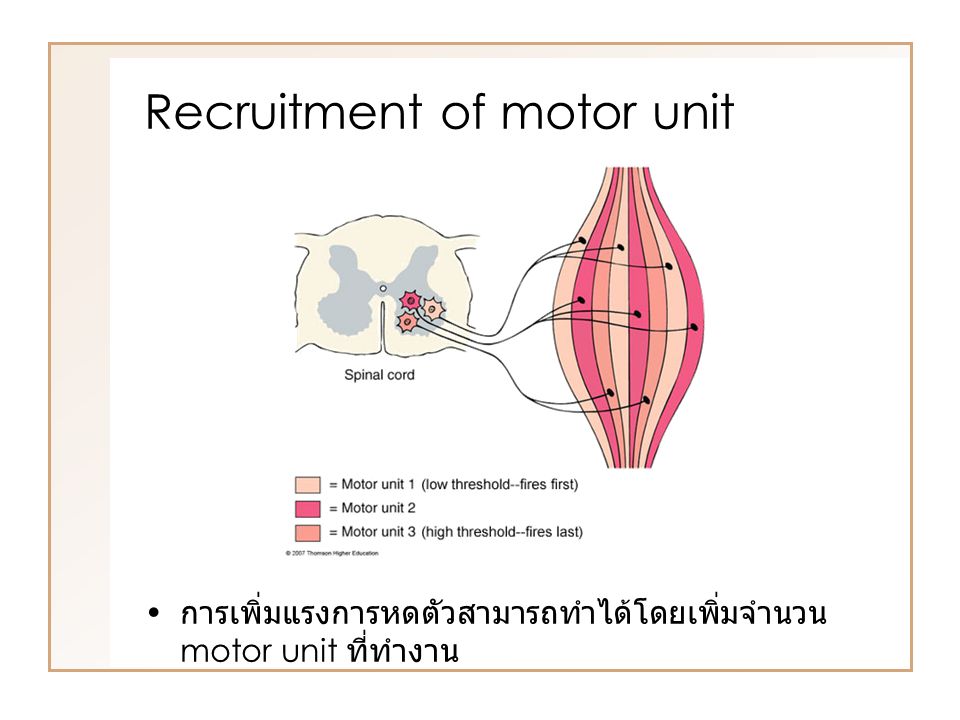 Recruitment of motor unit