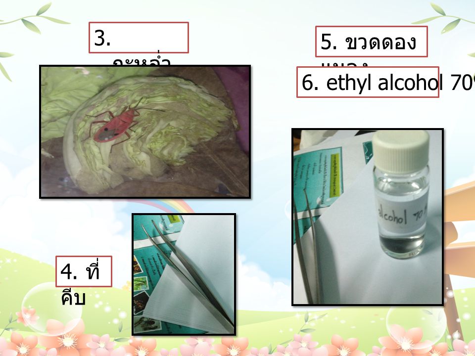 3. กะหล่ำปลี 5. ขวดดองแมลง 6. ethyl alcohol 70% 4. ที่คีบ