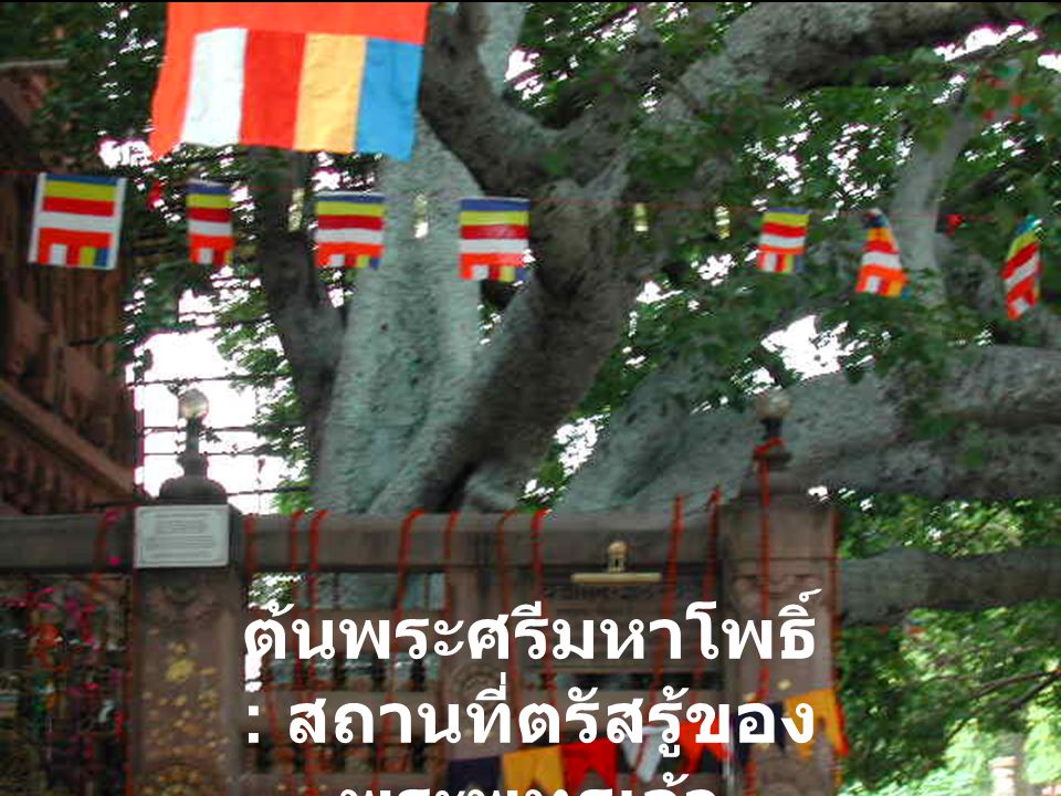 ต้นพระศรีมหาโพธิ์ : สถานที่ตรัสรู้ของพระพุทธเจ้า