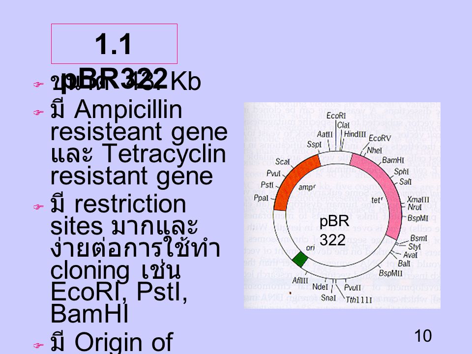 1.1 pBR322 ขนาด 43. Kb. มี Ampicillin resisteant gene และ Tetracyclin resistant gene.