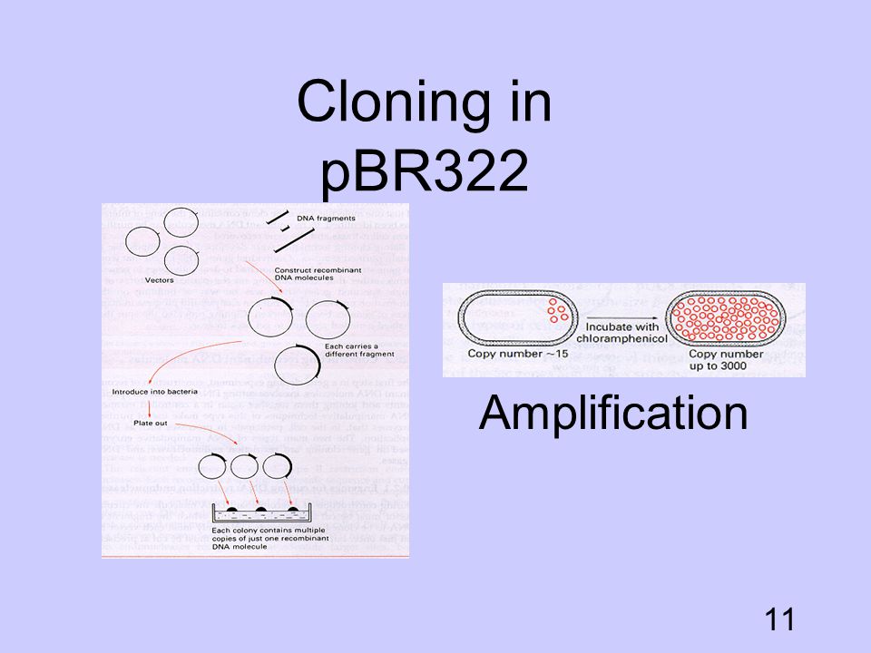 Cloning in pBR322 Amplification