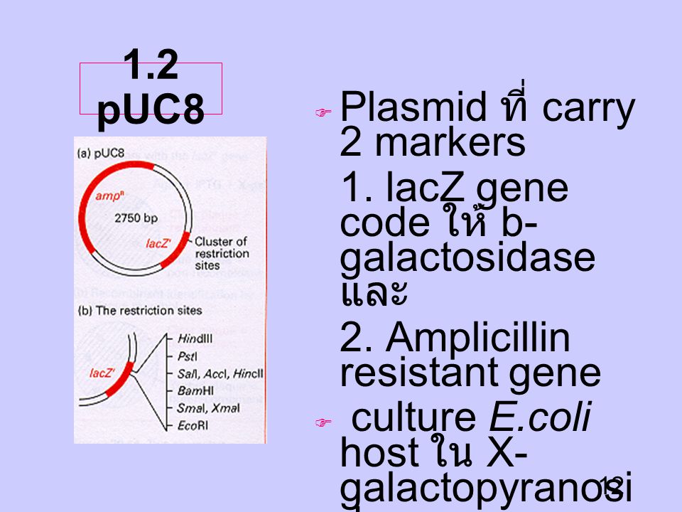 1.2 pUC8 Plasmid ที่ carry 2 markers. 1. lacZ gene code ให้ b-galactosidase และ. 2. Amplicillin resistant gene.