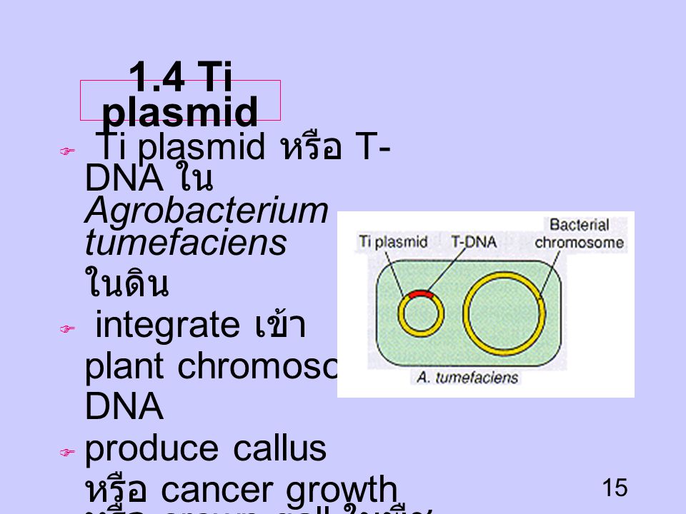 1.4 Ti plasmid Ti plasmid หรือ T-DNA ใน Agrobacterium tumefaciens