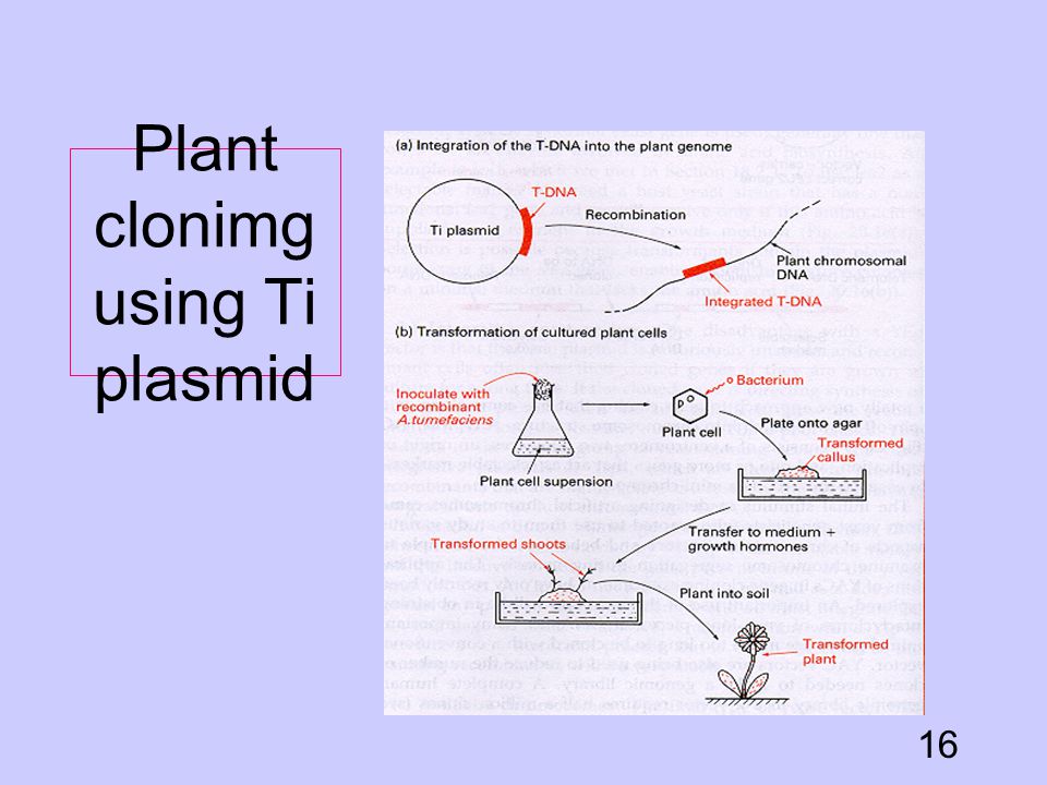 Plant clonimg using Ti plasmid