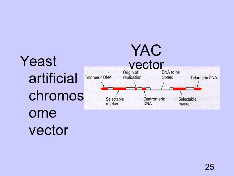 YAC vector Yeast artificial chromosome vector