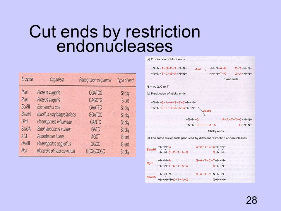 Cut ends by restriction endonucleases