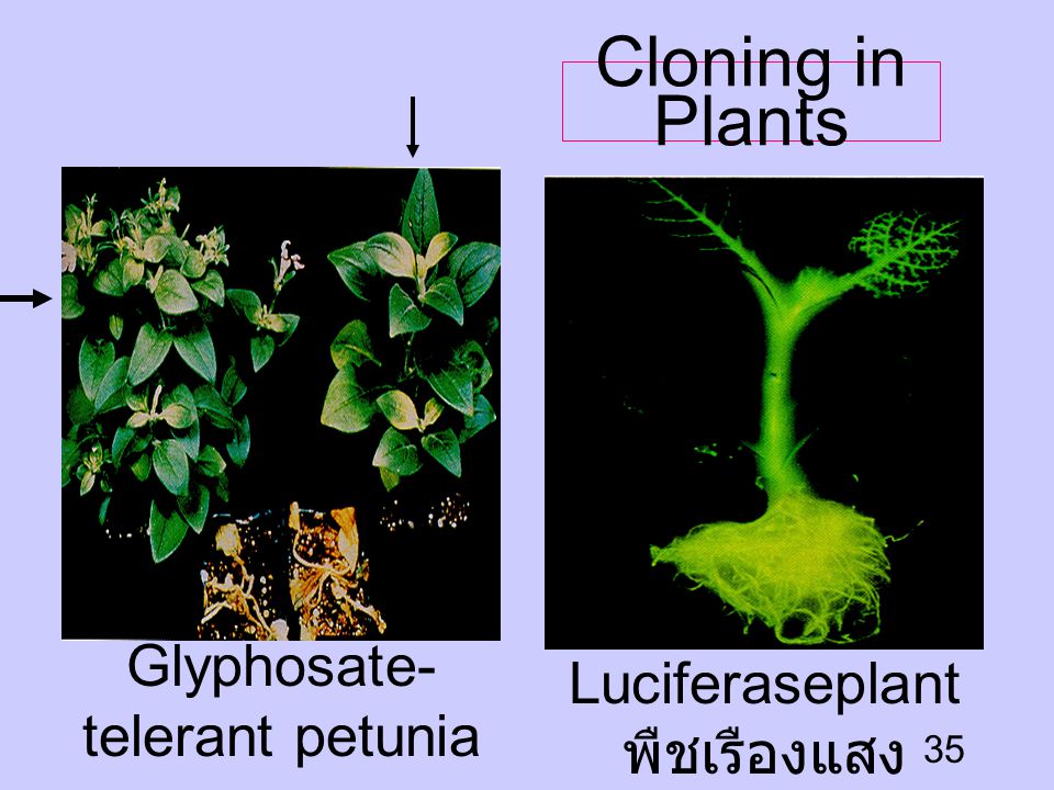Cloning in Plants Glyphosate-telerant petunia