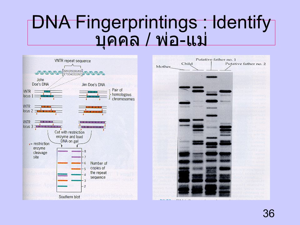 DNA Fingerprintings : Identify บุคคล / พ่อ-แม่
