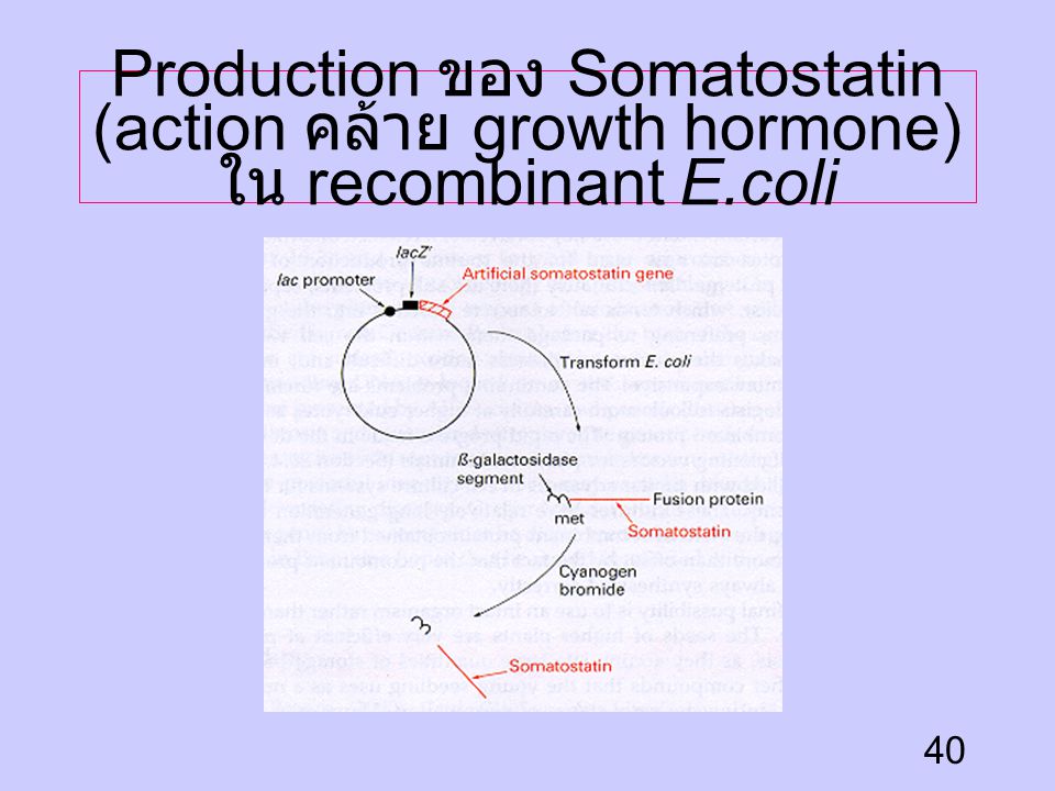Production ของ Somatostatin (action คล้าย growth hormone) ใน recombinant E.coli