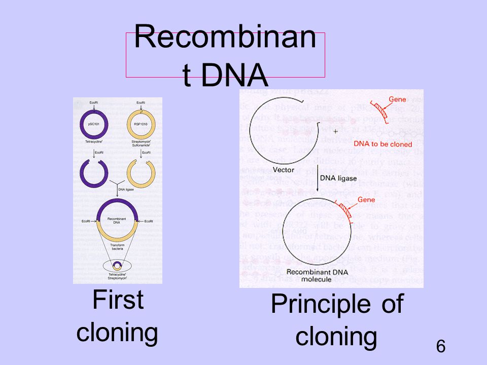 Recombinant DNA First cloning Principle of cloning