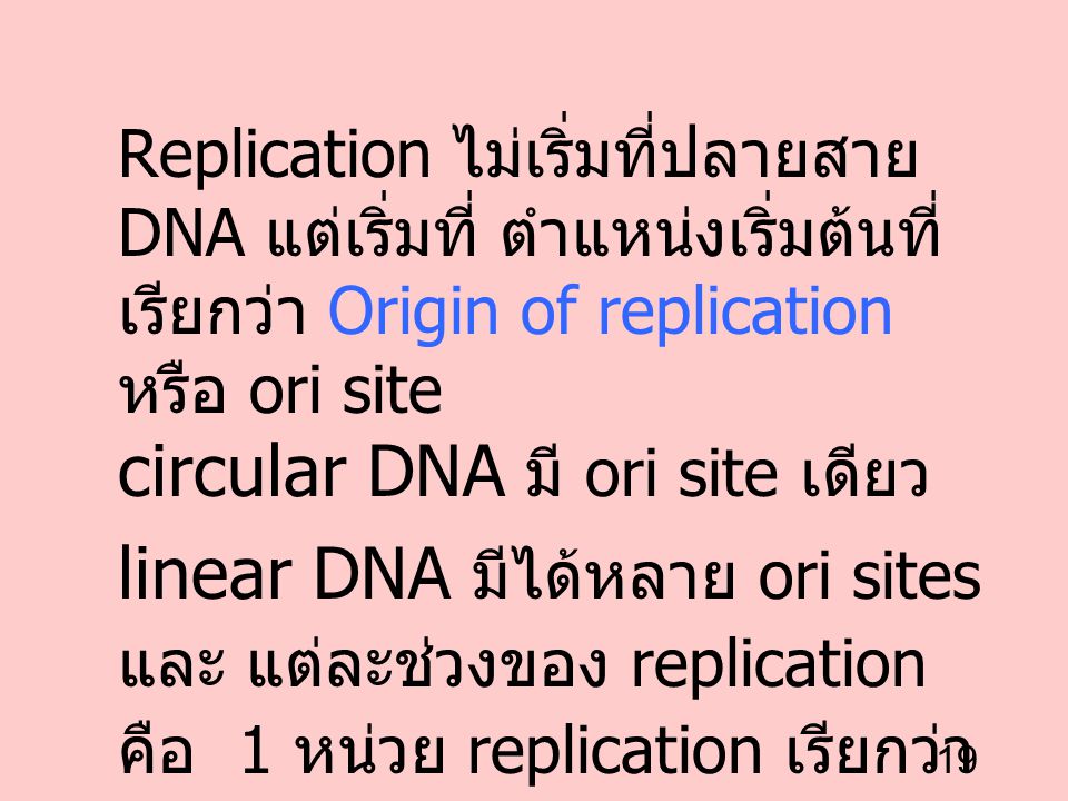 circular DNA มี ori site เดียว