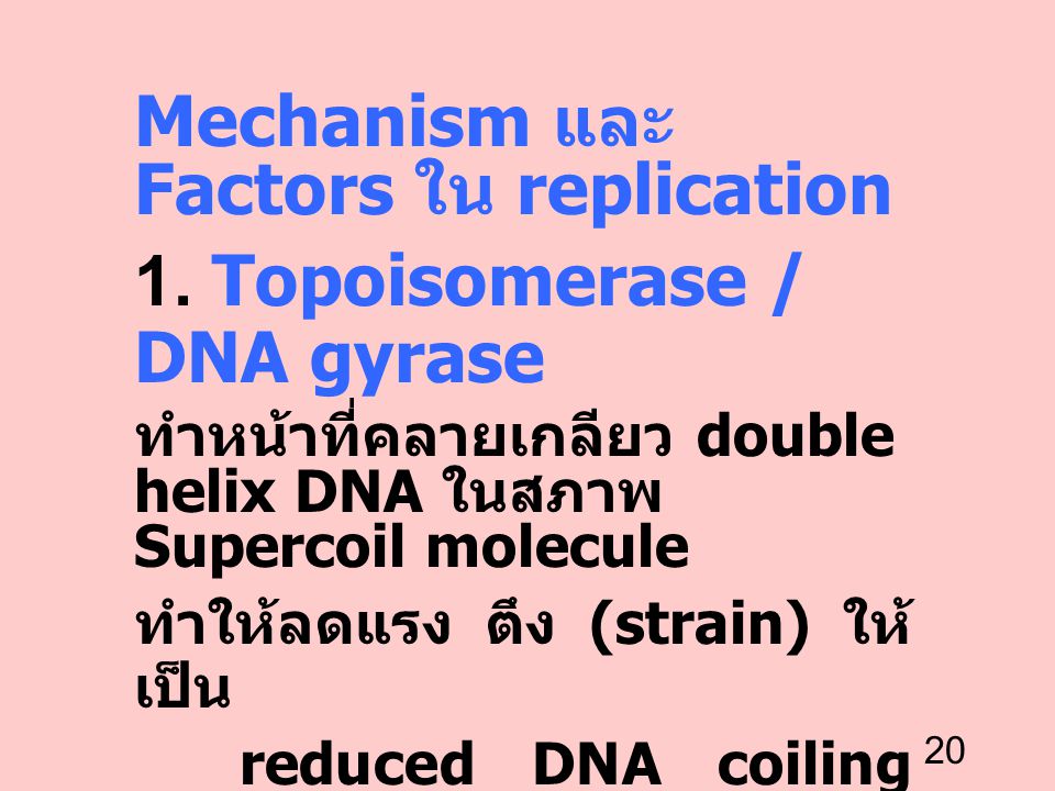 Mechanism และ Factors ใน replication 1. Topoisomerase / DNA gyrase
